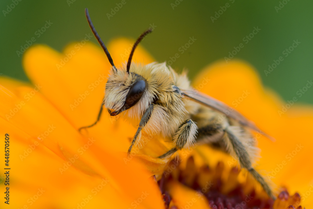 Pszczoła - obrazy, fototapety, plakaty 