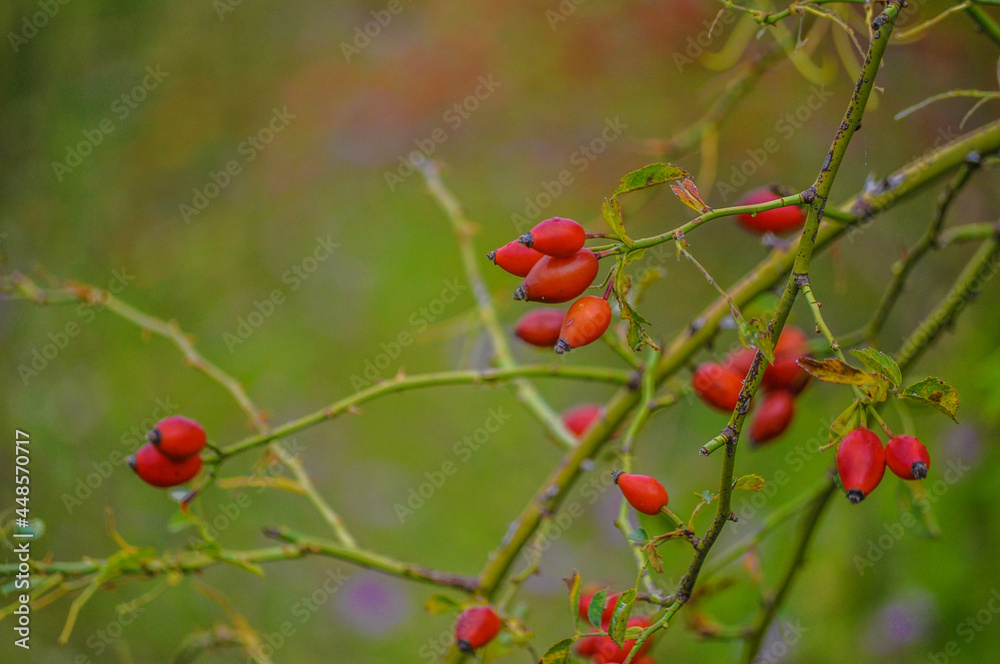 Ripe rosehip fruits on branches with green background