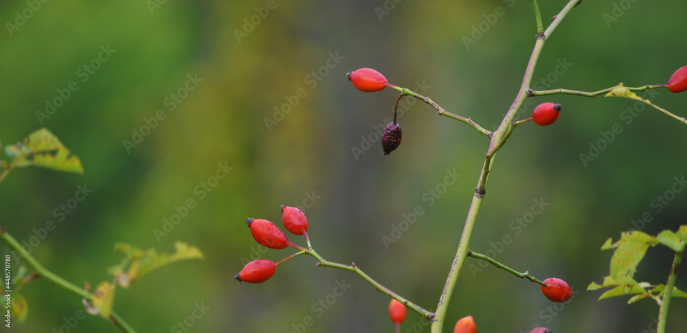 Withered rosehip fruit on a branch with green background Withered rosehip fruit on a branch with green background