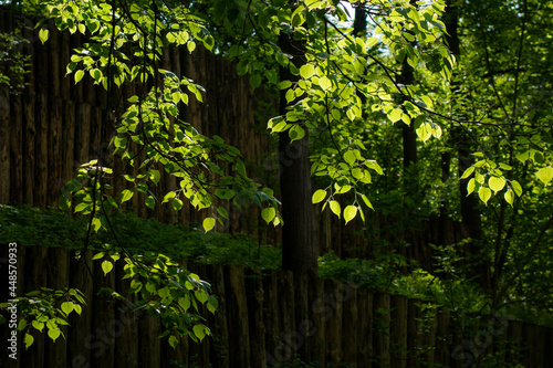 tree in the forest