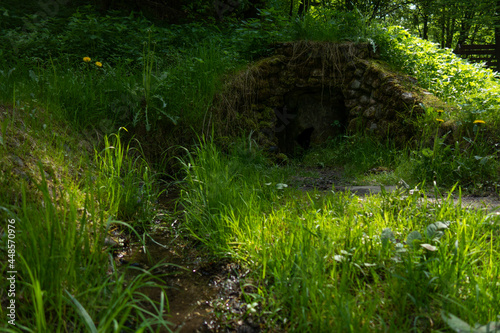 grass in a garden