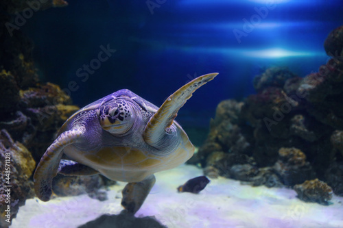 Beautiful turtle swimming in clear aquarium water