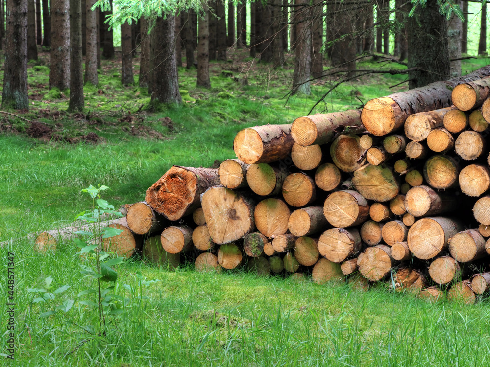 Brennholzstapel im Nadelwald