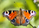 Motyl Aglais io – Rusałka pawik