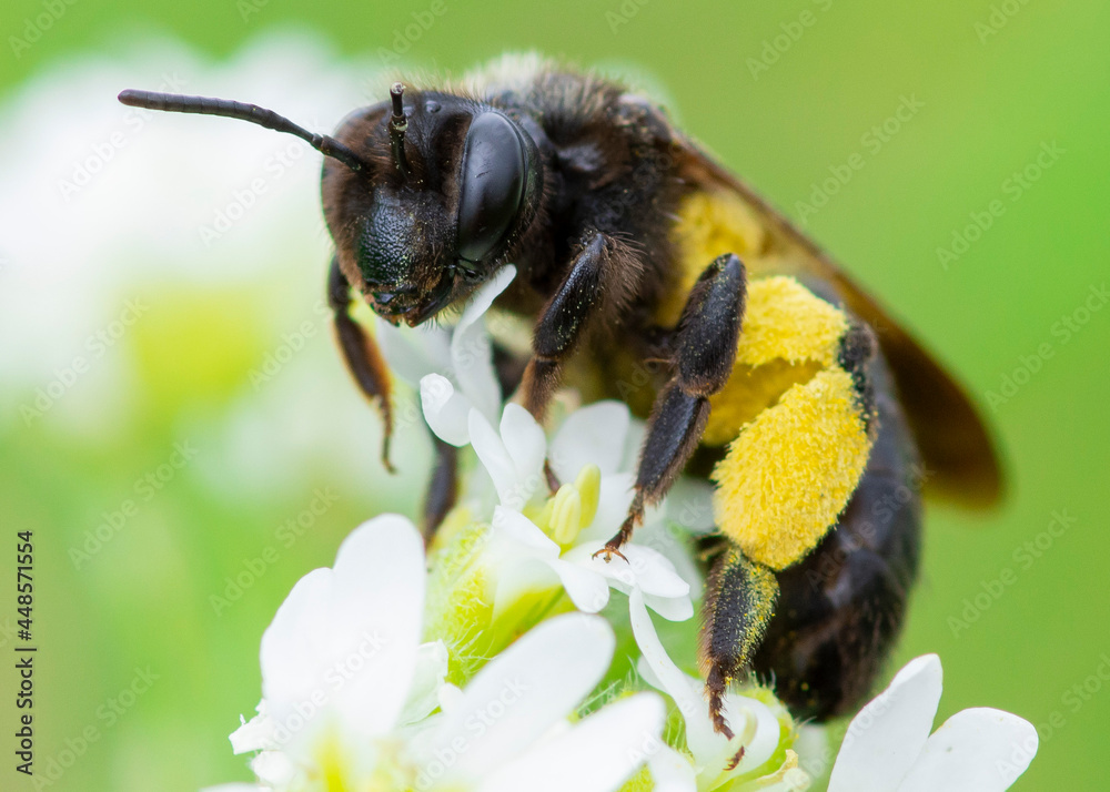 Andrena pilipes – Pszczolinka brunetka Andrena pilipes – Pszczolinka brunetka