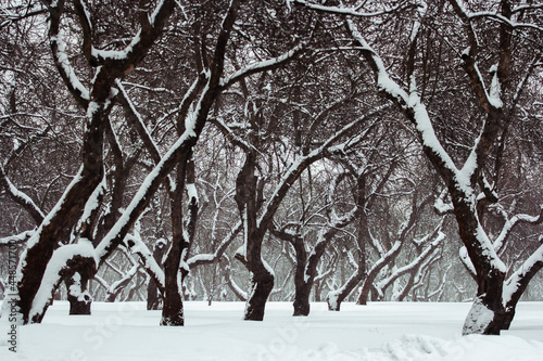 snow covered trees