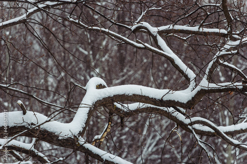 snow covered branches