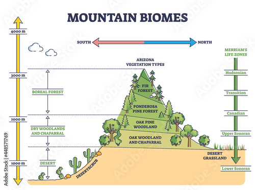 Mountain biomes with altitude and merriams life zones axis outline diagram. Educational climate and flora ecosystem description with labeled educational arizona vegetation types vector illustration.