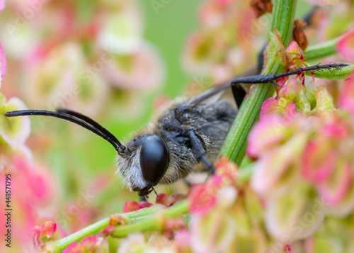 Podalonia luffii – Piaśnica krzywostopka photo