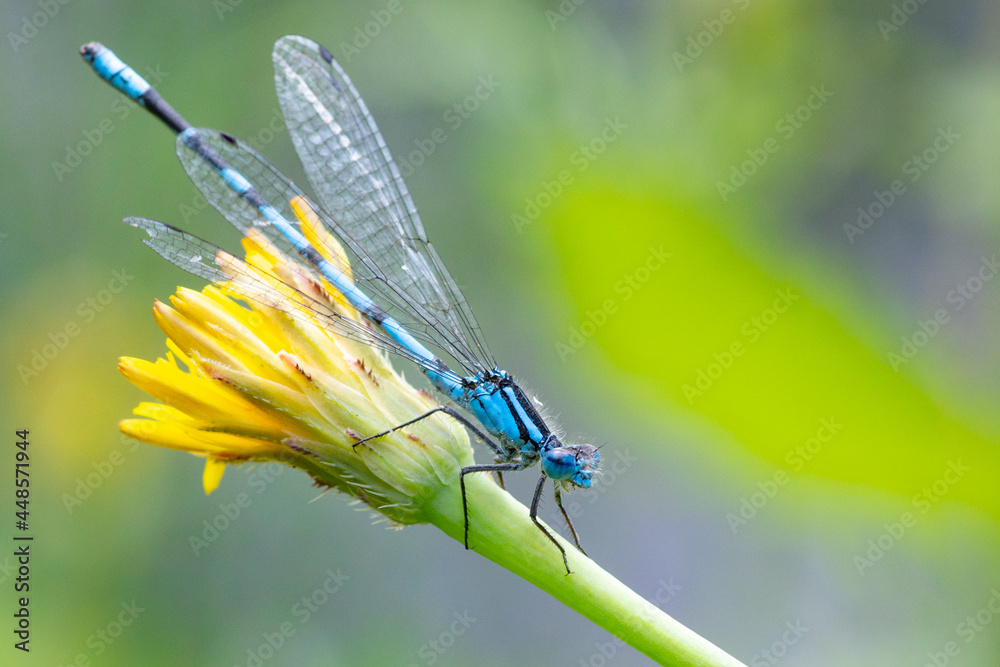 Ważka Platycnemis pennipes - Pióronóg zwykły Ważka Platycnemis pennipes - Pióronóg zwykły