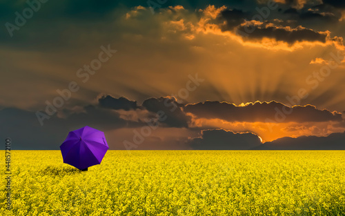 Approaching thunderstorm to blossoming rapeseed field, concept of weather for...