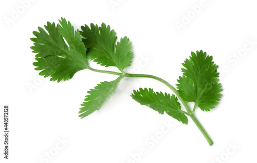 Aromatic fresh green cilantro isolated on white