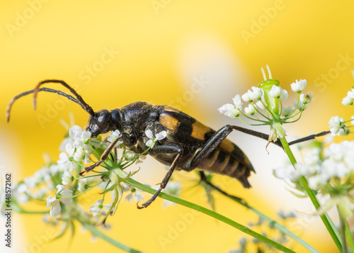 Leptura quadrifasciata – Baldurek pręgowany