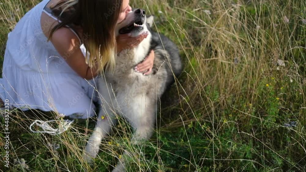 woman kiss alaskan malamute dog in summer field woman kiss alaskan malamute dog in summer field