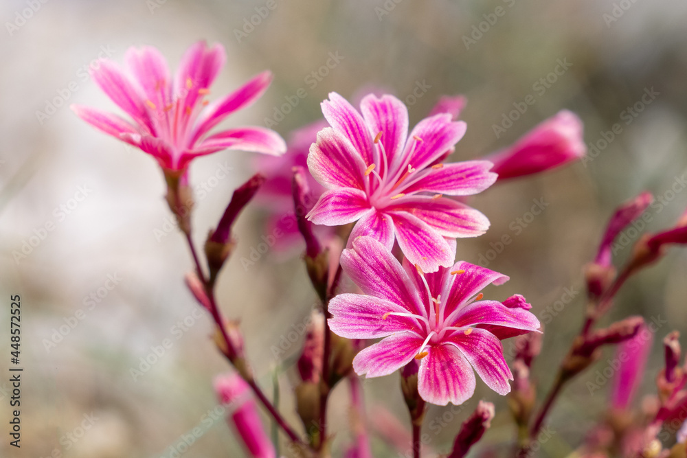 Fototapeta premium Cliff maids flowers in Scotland