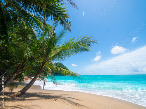Coconut palm trees and tropical sea. Summer vacation and tropical beach concept. Coconut palm grows on white sand beach. Alone coconut palm tree in front of freedom beach Phuket, Thailand © AKGK Studio
