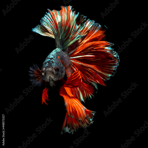Beautiful multi color of Siamese fighting fish