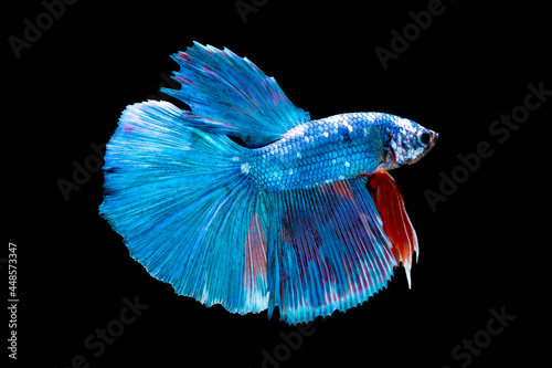 Beautiful multi color of Siamese fighting fish