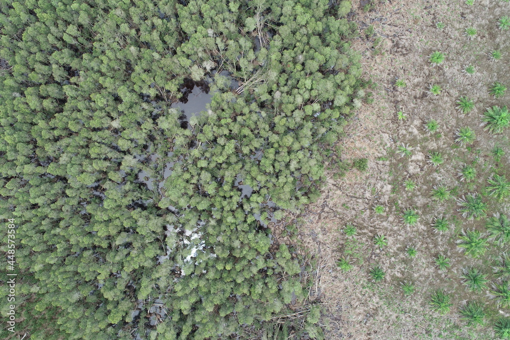 Obraz premium Vertical aerial view drone forest