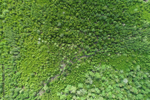 Vertical aerial view drone forest