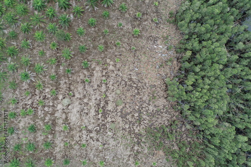 Vertical aerial view drone forest