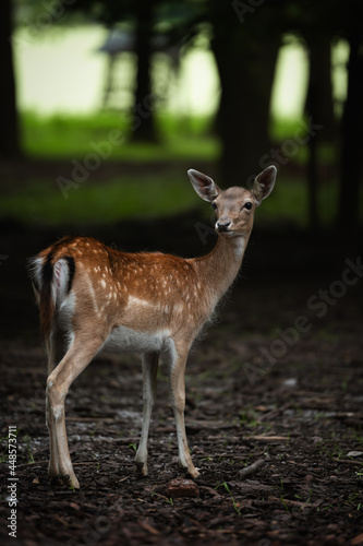 Stehendes Reh im Wald.