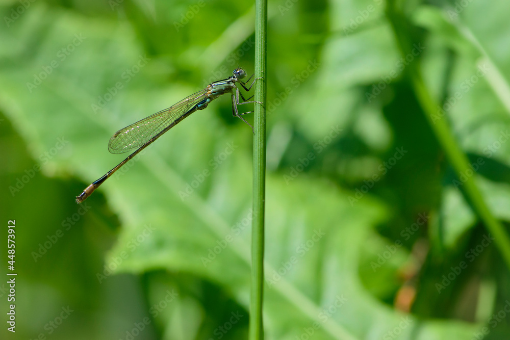 Green dragonfly sitting on grass. Coenagrion. natural blurred background. insect, space for text. beautiful dragonfly with big eyes in the grass in the meadow. macro nature, small predator. Green dragonfly sitting on grass. Coenagrion. natural blurred background. insect, space for text. beautiful dragonfly with big eyes in the grass in the meadow. macro nature, small predator.