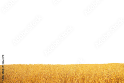 summer field with ripe wheat, isolate on a white background