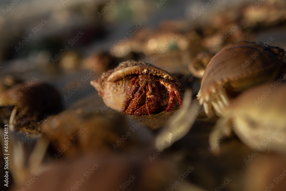 Group of hermit crab on the beach. Focus on one crab.