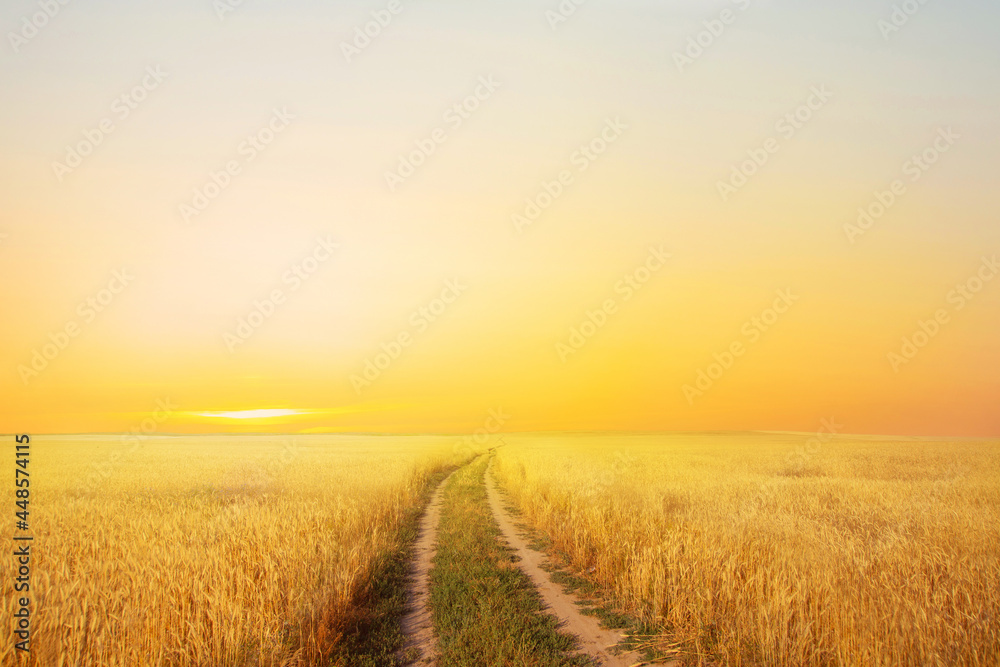 a road in a summer field with ripe wheat on the background of the evening sky