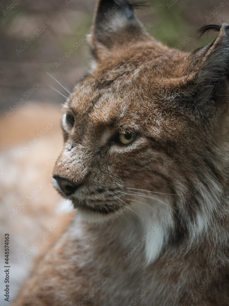 Naklejka premium Wilder Lux entspannt sich im Sonnenlicht