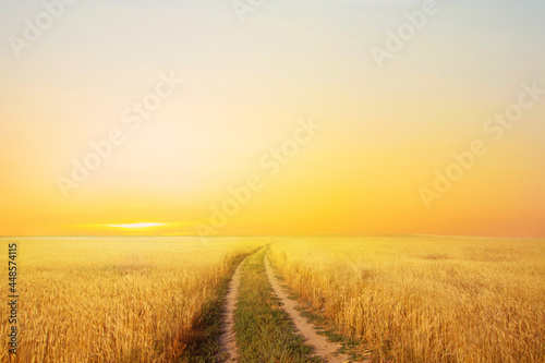 a road in a summer field with ripe wheat on the background of the evening sky