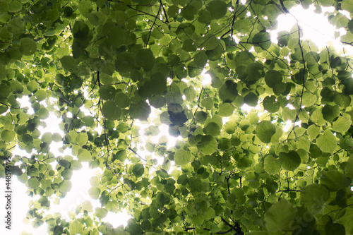 green leaves background