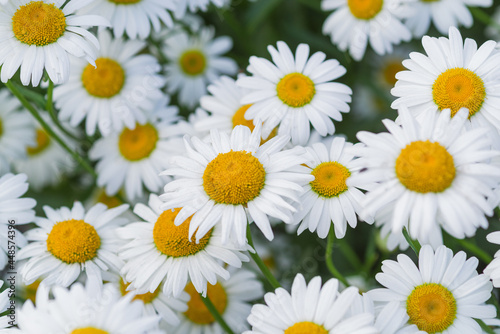 Chamomile on a natural blurred background. Soft selective focus. Poster  wallpaper