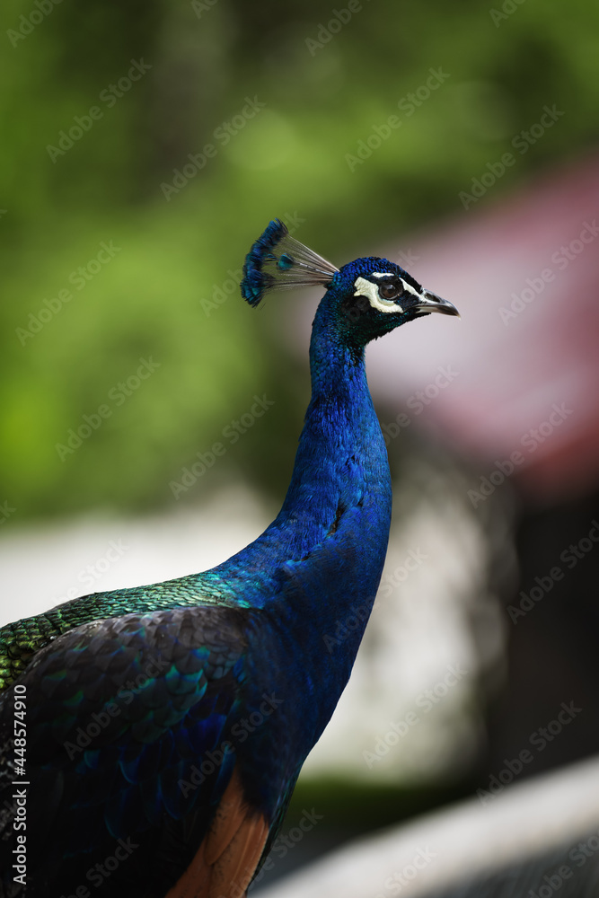 Blauer Pfau blickt in die Ferne. Blauer Pfau blickt in die Ferne.
