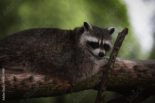 Waschbär entspannt sich auf Baumstamm. © Stefan