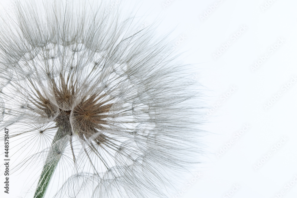 Beautiful fluffy dandelion flower on light background, closeup