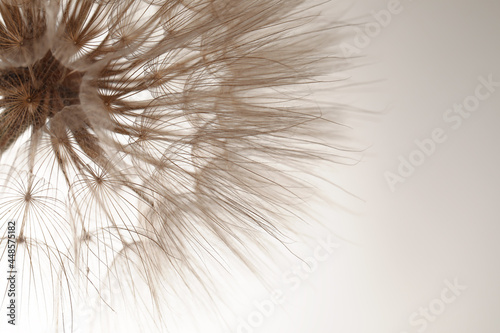 Beautiful fluffy dandelion flower on beige background, closeup. Space for text