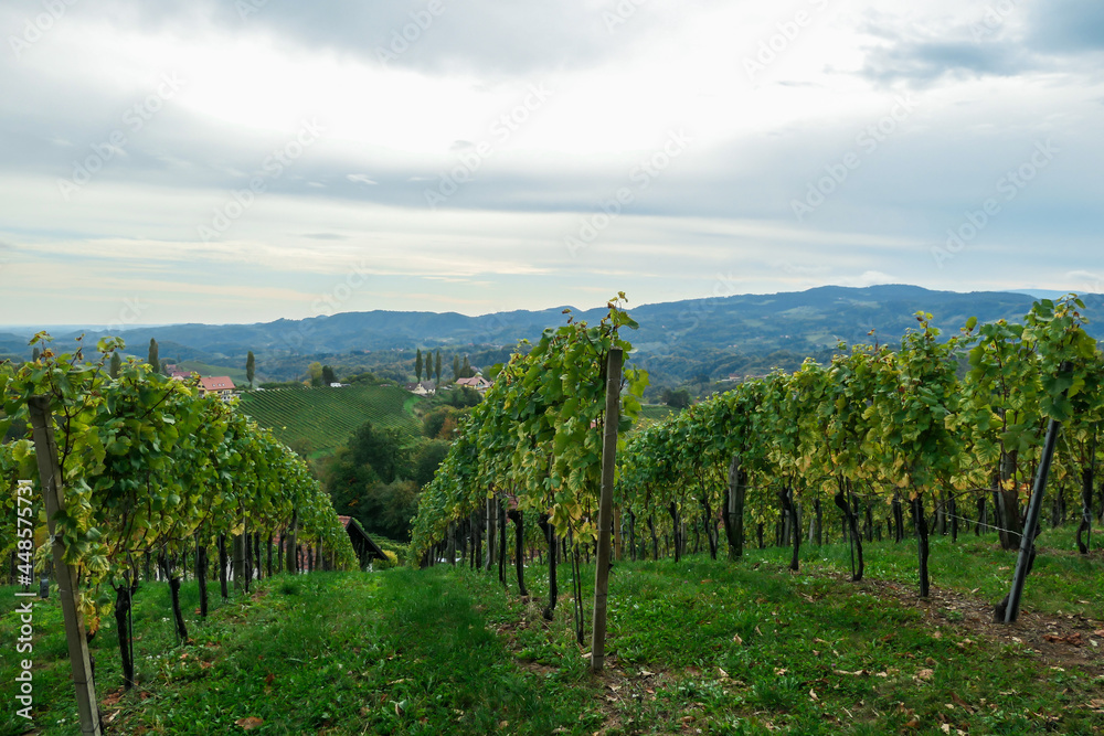 A lush wine region is South Styria, Austria. The wine plantations are stretching over a vast territory, over the many hills. There grapes are already ripening. Wine region. A bit of overcast.