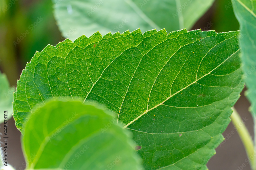 a large green sunflower leaf close-up in the light of day and the rays of the setting sun. Cultivation of sunflower on an industrial scale for animal feed and production of vegetable oil a large green sunflower leaf close-up in the light of day and the rays of the setting sun. Cultivation of sunflower on an industrial scale for animal feed and production of vegetable oil