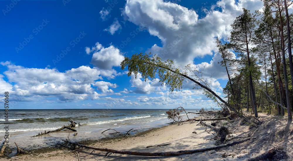 Panorama of wild coast with trees that have fallen after a storm on the shore of the Baltic Sea. Cape Kolka, Latvia. Cape Kolka - the meeting place of the Baltic sea and the Gulf of Riga, Latvia.