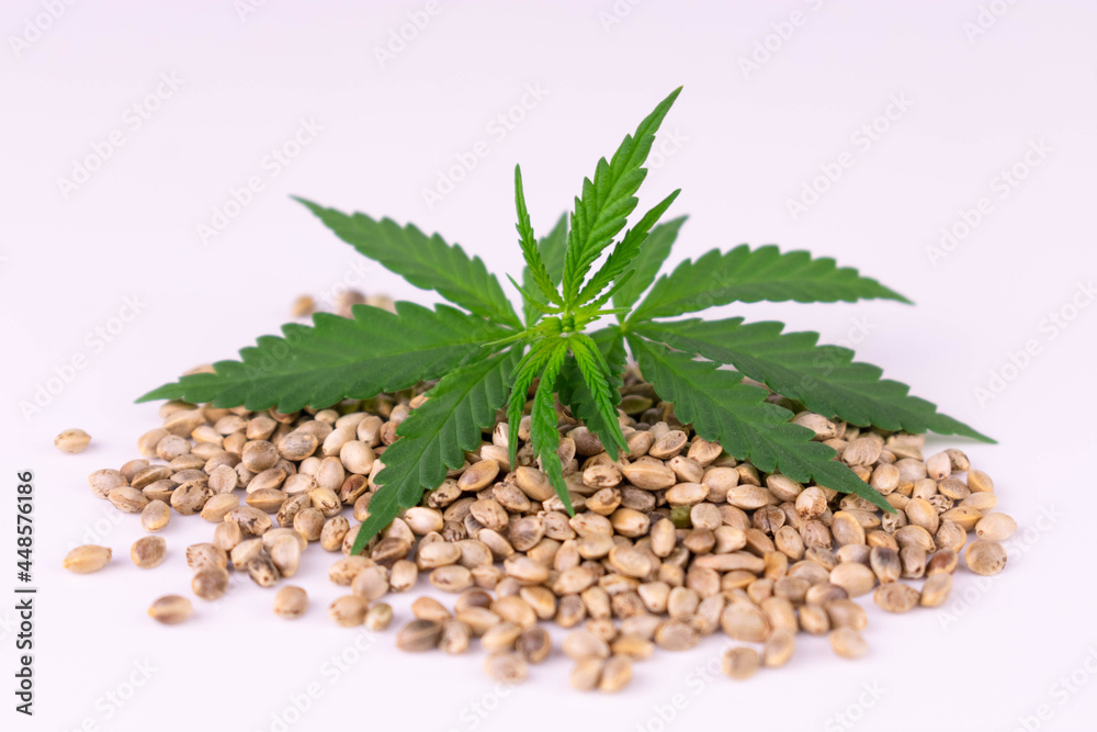 Hemp seeds with hemp leaves on a white background.
Close-up. Hemp seeds with hemp leaves on a white background.
Close-up.