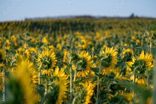 A large agricultural field for growing sunflower on an industrial scale. Beautiful flowers and sunflower leaves close-up in the light of the setting sun. Production of oil and livestock feed