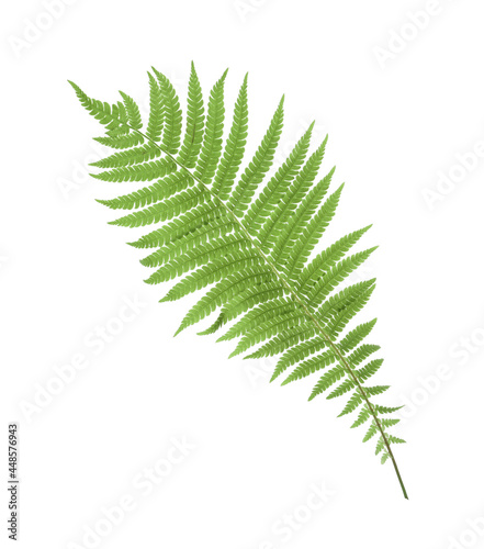 Beautiful tropical fern leaf on white background