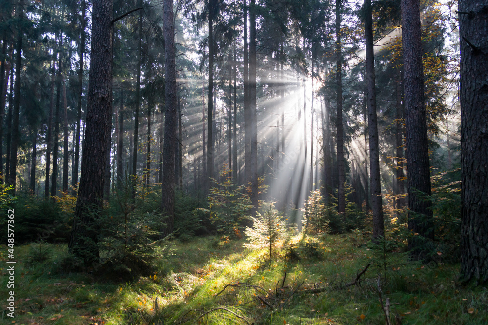 Fototapeta premium magical lights and dark shadows of tree trunks in the fairy tale forest