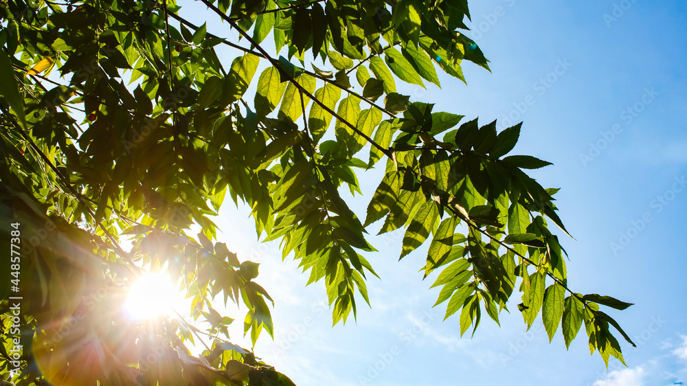 Fototapeta premium tree