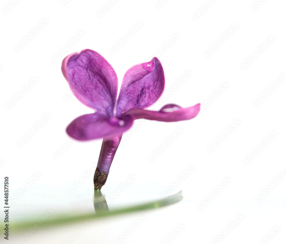 Naklejka premium Purple lilac flower closeup isolated on white background