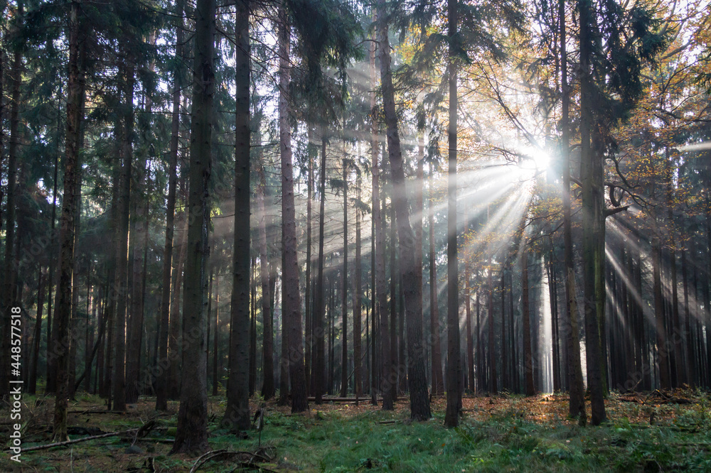 Fototapeta premium magical lights and dark shadows of tree trunks in the fairy tale forest