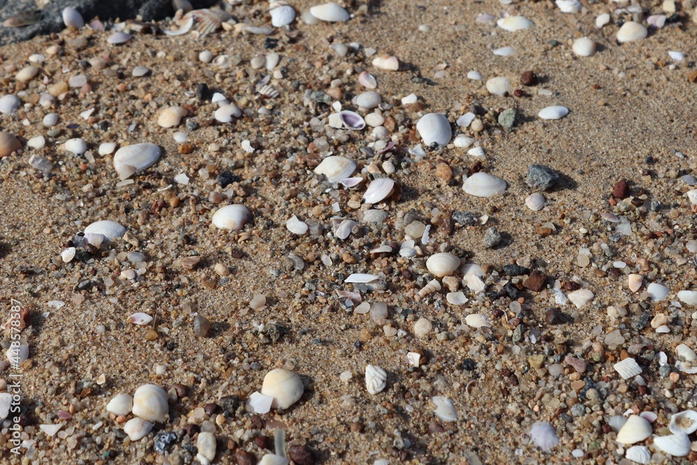 shells on the beach