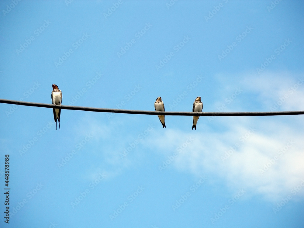 A swallow and two swallow chicks are sitting on an electric wire A swallow and two swallow chicks are sitting on an electric wire